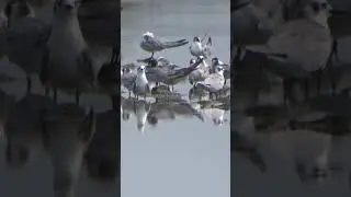 Sea Tern Appearance (Penampakan Dara Laut). #birds #mangrove #shorts #viralshort