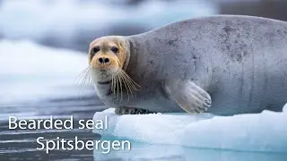 Bearded seal, Spitsbergen.
