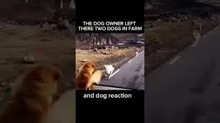 The dog sad story