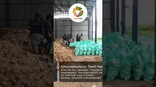 fresh semi haski coconut Read for gulf market #coconutexport #exportquality #semihuskcoconut