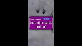 🐁 Zo mooi! Prachtig spoor van een muis in de sneeuw❄️