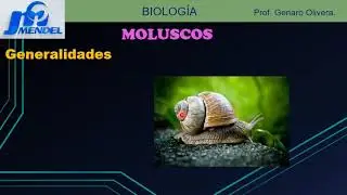 INVERTEBRADOS  METAZOOS  ZOOLOGIA