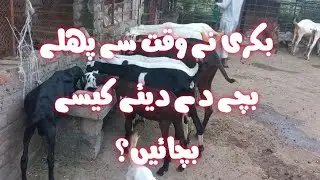 Premature Baby Goat Care // Goat Miscarriage // Goat Abortion