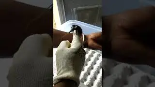 Madagascar hissing cockroaches
