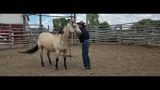 Miller Land and Livestock 'Lefty' Pearled High Times