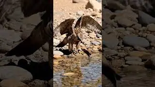 Falcon fishing