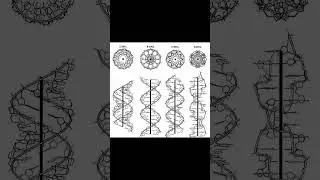types of DNA 🧬/A.DNA/B.DNA/C.DNA/Z.DNA