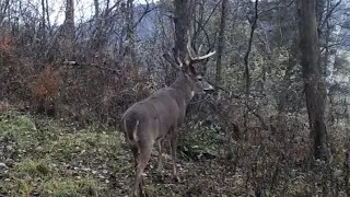 #1 Trail Cam Tip For Forecasting Buck Movement This Fall
