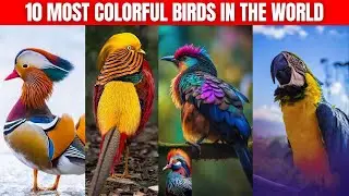 Most Colorful Birds In The World...