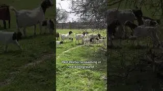 Took Walter to see some baby goats&hellip; his intro was a little too strong.   #waltergeoffrey #shorts