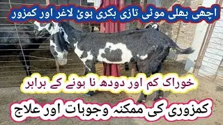 (1020) Кровяные паразиты у коз и лечение/Лечение слабых коз