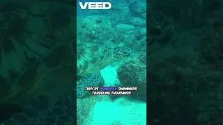 Sea Turtle: Ancient Ocean Survivor-Amazing Facts You Didn&rsquo;t Know #shorts #facts #animals #marinelife
