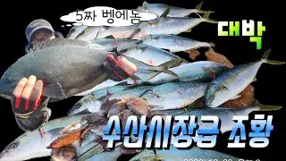 [Fishing Talk] Winter 5-pound red sea bream!! Fish market conditions!!