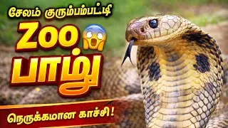 Salem Kurumbampatty Zoological Park-Pambu 🐍| Snake Video Tamil