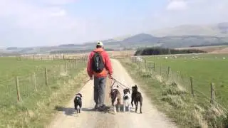 Dog Walking Past the Farm