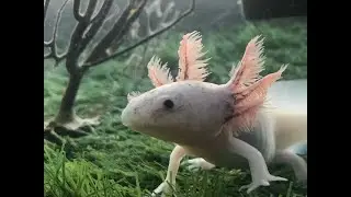 AXOLOTLS