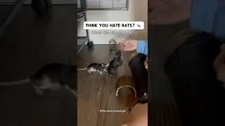 Let&rsquo;s change your mind if you hate rats. 🐀 Here&rsquo;s what they&rsquo;re actually like. &hearts;️ #petrats #cuterat