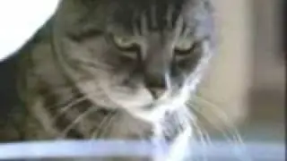 funny commercial talking fish in the bowl