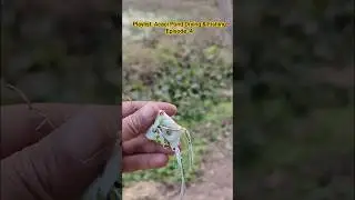 The Insane Snakehead That Ruined My Frog Lure