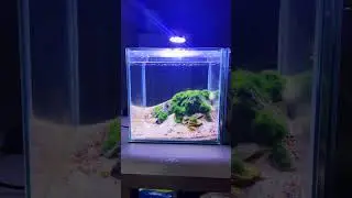 My Nano Tanks Aquascape #aquarium #aquascapegallery #aquariumhobby #fishtank #nanotank #shorts