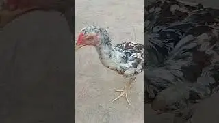 #viralreels bhi fighter assel chiken in zoo planet