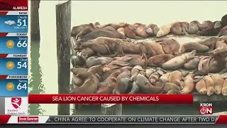 Sea lion cancer caused by chemicals