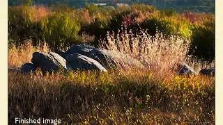 About the image  grass sunset