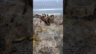 Burgundy Goliath Birdeater (Theraphosa Stirmi) Does Not Like Cups #tarantula #goliathbirdeater