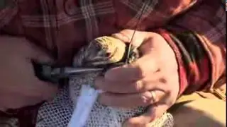 Sharptail Grouse