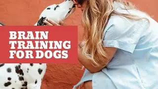 Brain Training For Dogs Fundamentals | Dog Training School | Dog Training Show