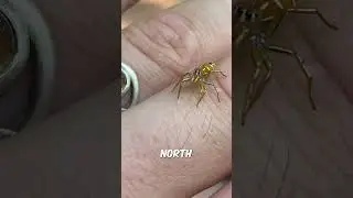 She finds a Golden Jumping Spider while exploring in Australia #exploring #wildlife #australia