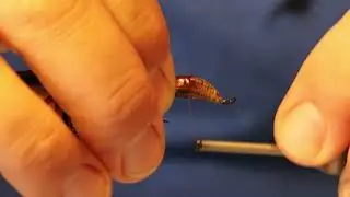 Butterflies pupa