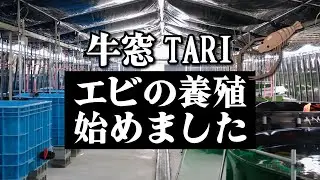 【TARI】巨大水槽で環境にやさしい！？オニテナガエビの養殖がスタート！
