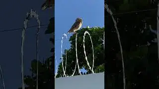 Coruja buraqueira - Athene cunicularia grallaria