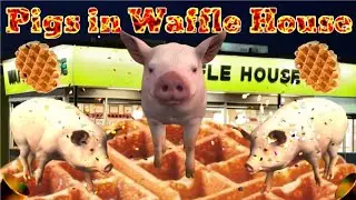 Pigs are on the loose in Waffle House
