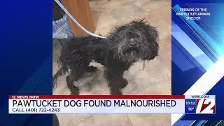 Pawtucket shelter seeks owner of dog found wandering streets