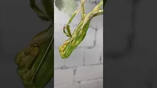 Stick insect molting Timelapse