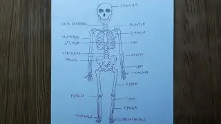 How to draw human skeleton 🩻 / human skeleton drawing easily || Amazing art's ||