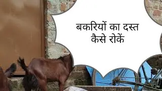 बकरियों का दस्त कैसे रोकें best trick at rehman goat farm #viral #viralvideos #bakri #goatfarming