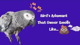 Bird Persistent That Owner Smells 🤣 #funny #talkingparrot #parrot #funnyanimal #birds #pets #cosmo 
