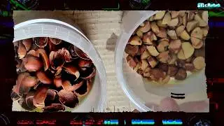 кофе из желудей. acorn coffee.
