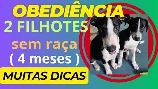 Iniciando obediência e socialização de dois filhotes.