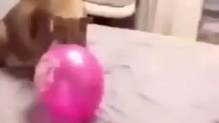 floppa birthday