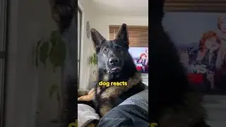 This Is What Happens When You Adopt a Retired Police Dog!
