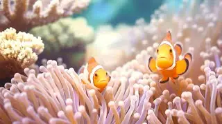 The Ultimate 4K Aquarium Experience | Mesmerizing Jellyfish, Colorful Corals & Rare Ocean Creatures