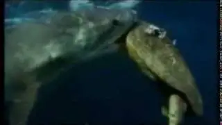 Tiger Shark Attack Turtle