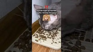Арт. ВБ #WW146573 &mdash; зубная паста для животных 🐈 копируй вместе с буквами WW и вставляй на ВБ #cat