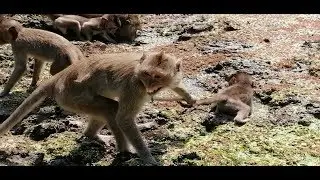 What's Happening Mom! Why Duchess Catch Tail Her Baby Monkey Duke Like Scare, What's Wrong Duchess?