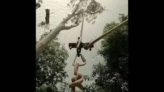 Arborist in a Tree?  Lowering Block view up as Big Chunk of Tree go down