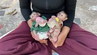 Mom Accompany Twin Baby Selena & Ronaldo To Chilli Formula Milk